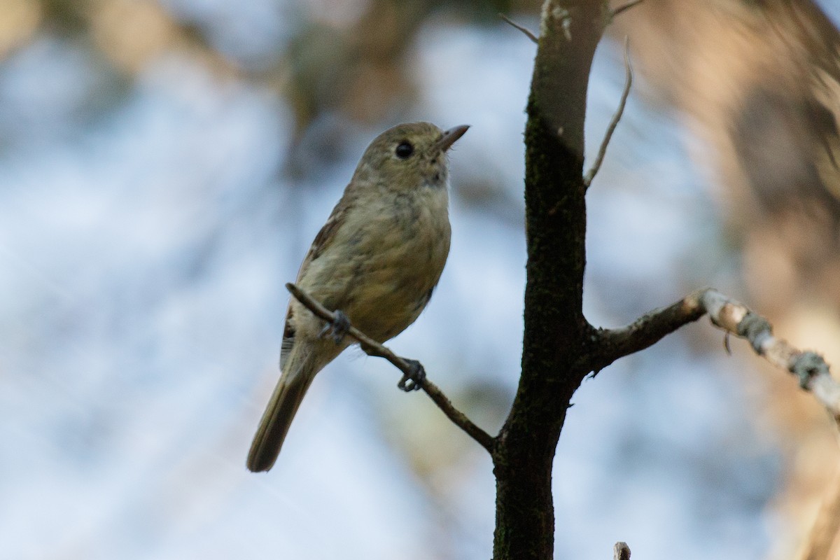 Vireo de Hutton - ML106846851