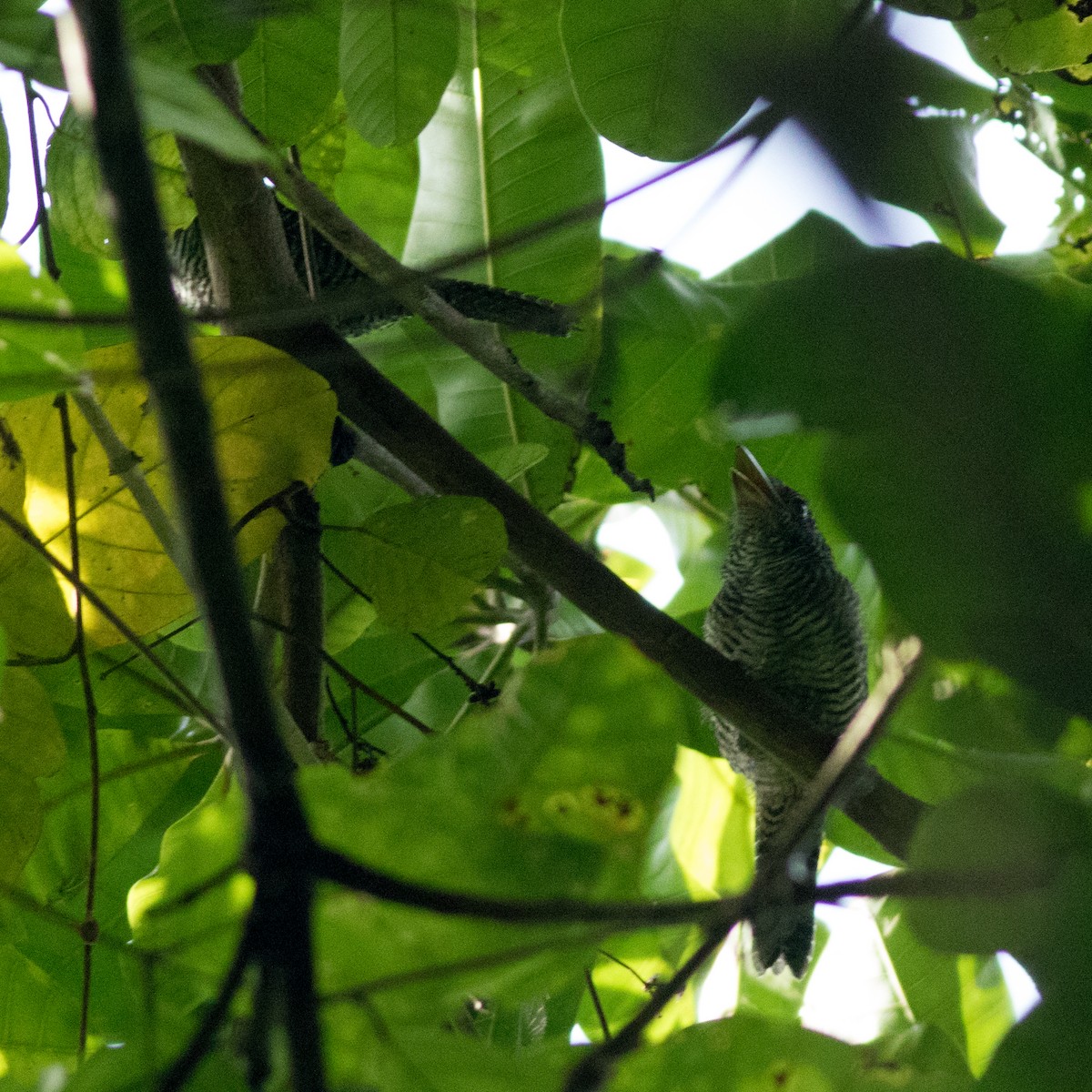 Fasciated Antshrike - Seymore Gulls