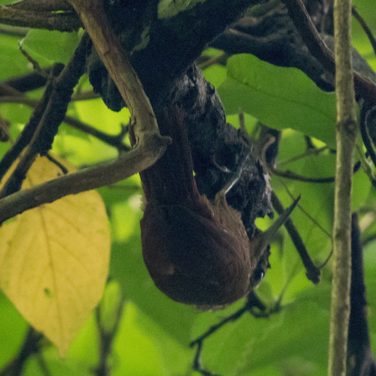 Cocoa Woodcreeper - Seymore Gulls