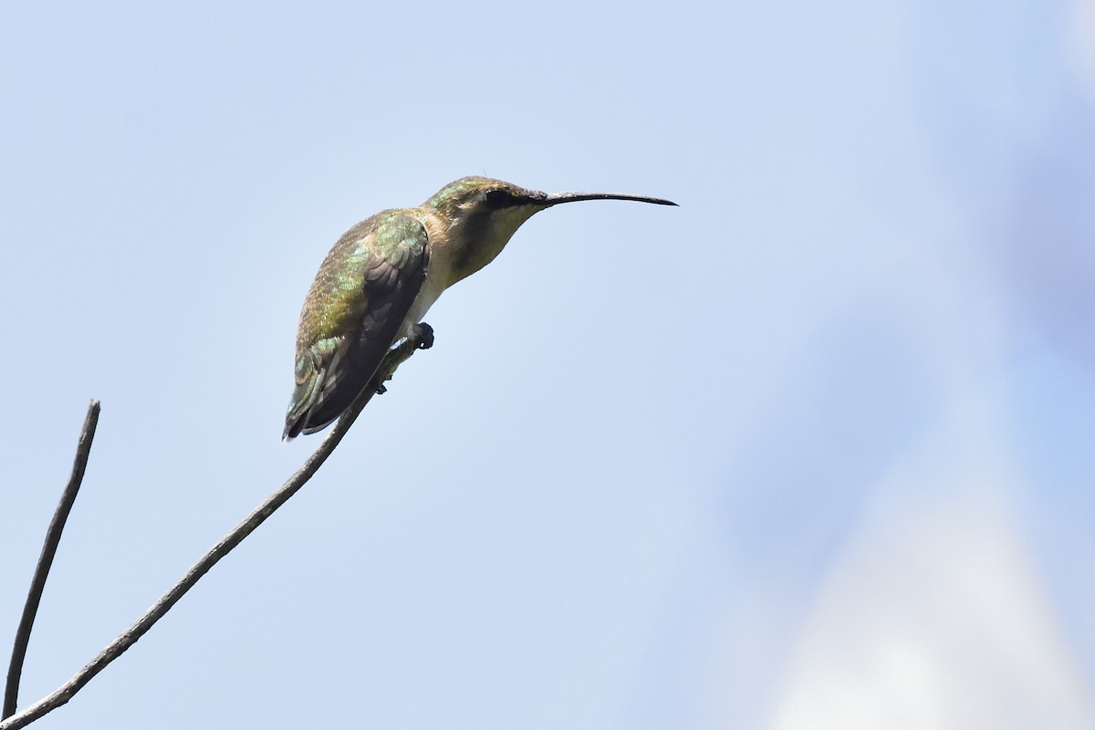 Lucifer Hummingbird - ML106847431