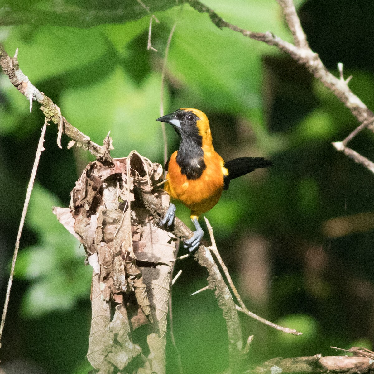 Yellow-backed Oriole - ML106847461