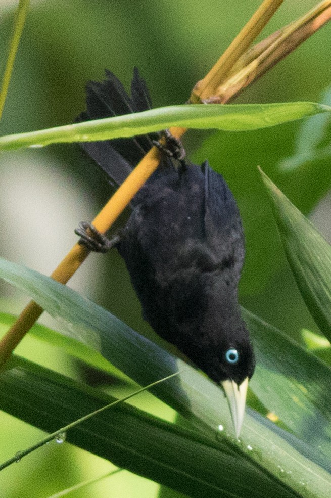 Scarlet-rumped Cacique - ML106847471