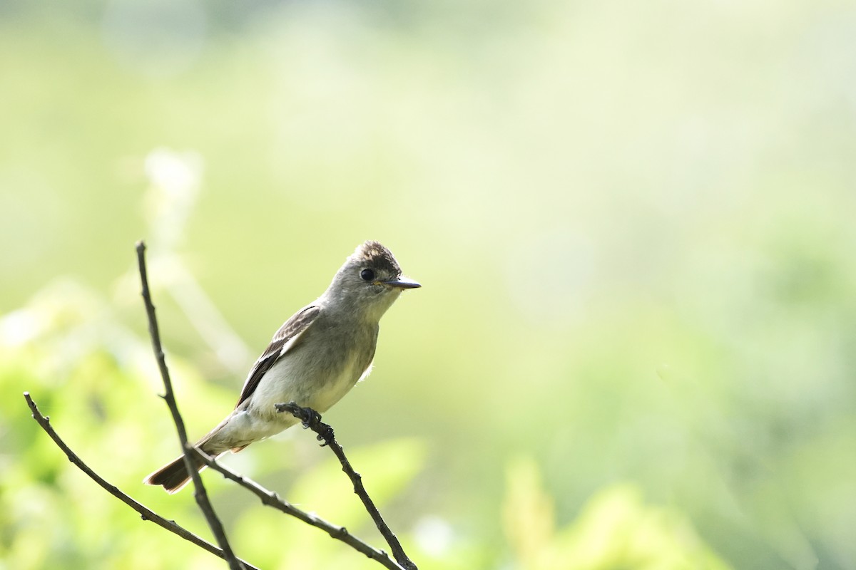 Western Wood-Pewee - ML106848171