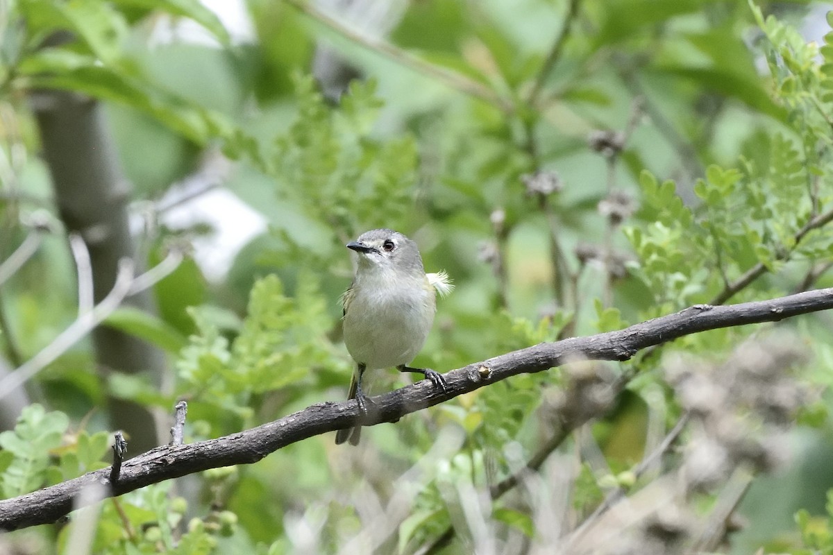 Dwarf Vireo - ML106848261