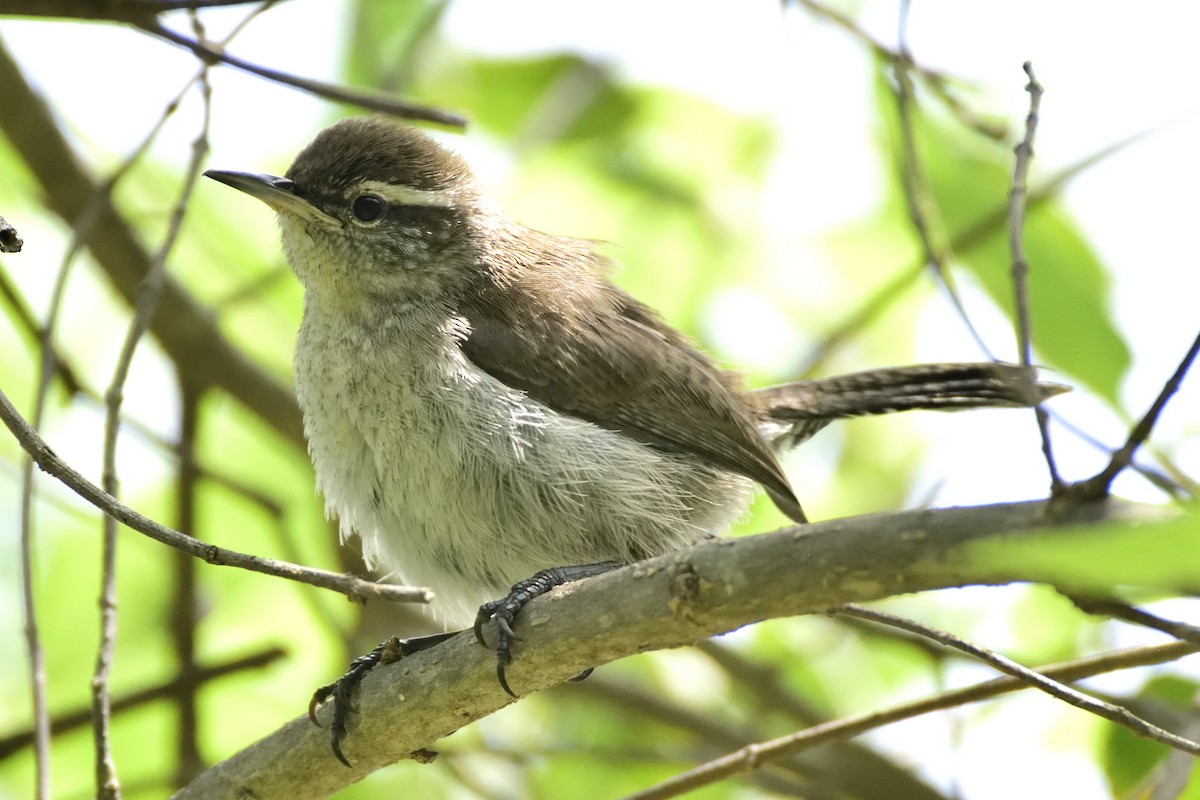 Bewick's Wren - ML106848751