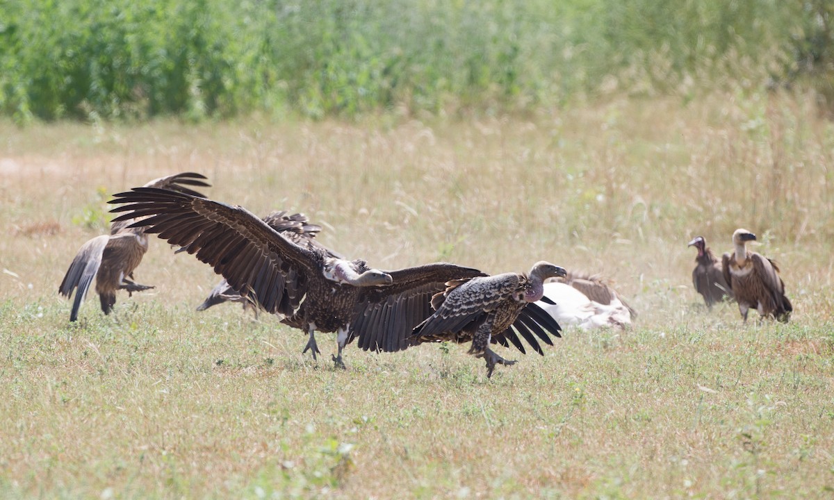 Rüppell's Griffon - ML106849061