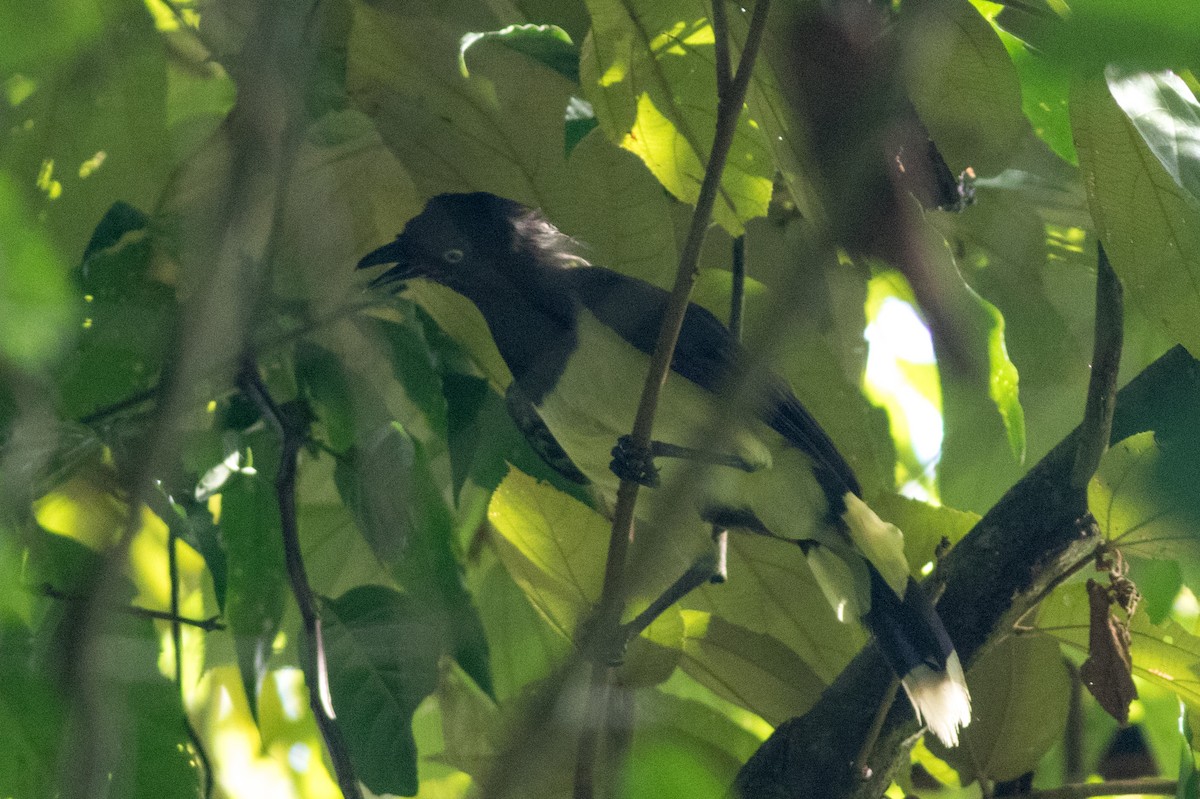 Black-chested Jay - Seymore Gulls