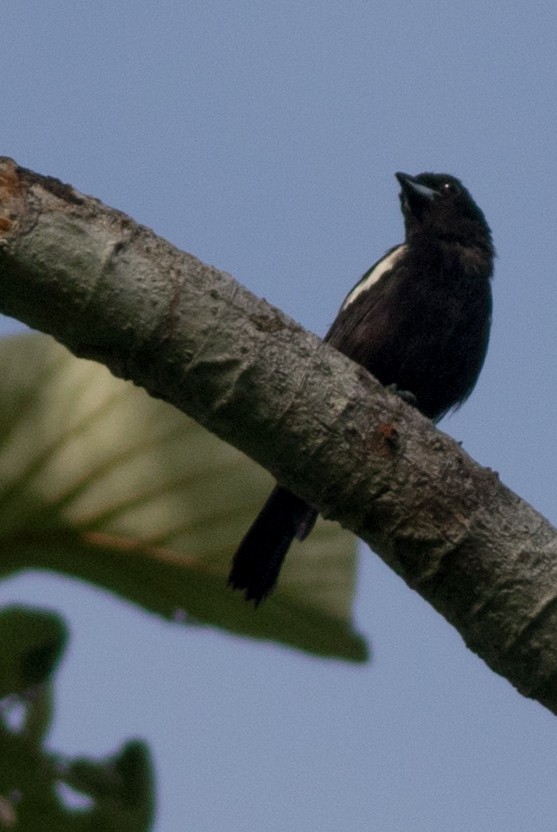 White-shouldered Tanager - Seymore Gulls