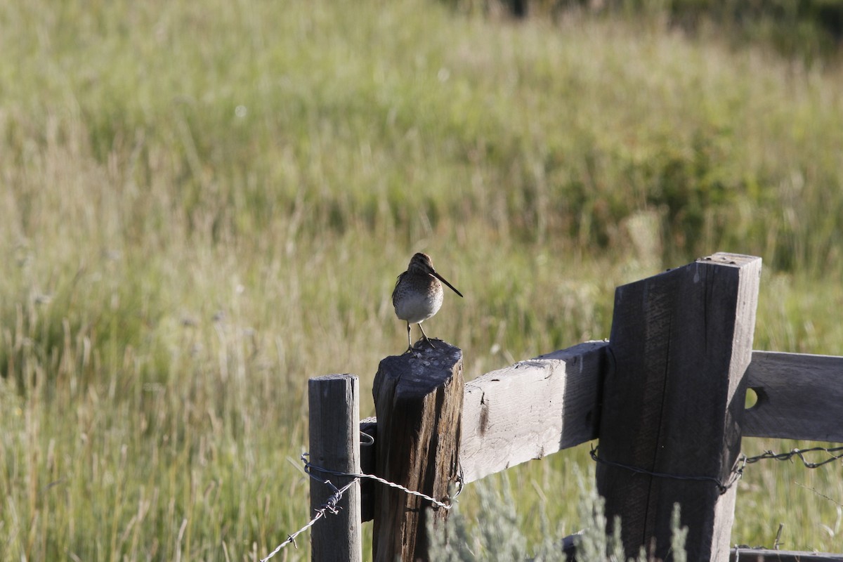 Wilson's Snipe - ML106852011