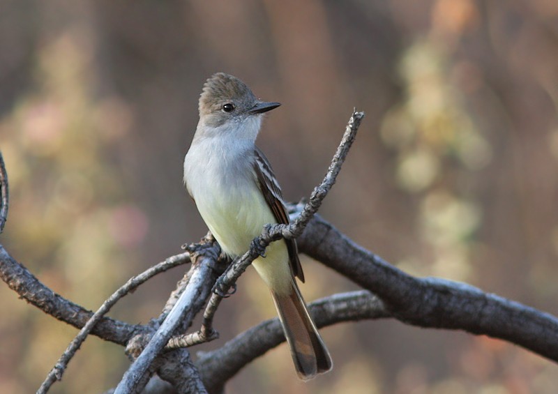 Ash-throated Flycatcher - ML106852261