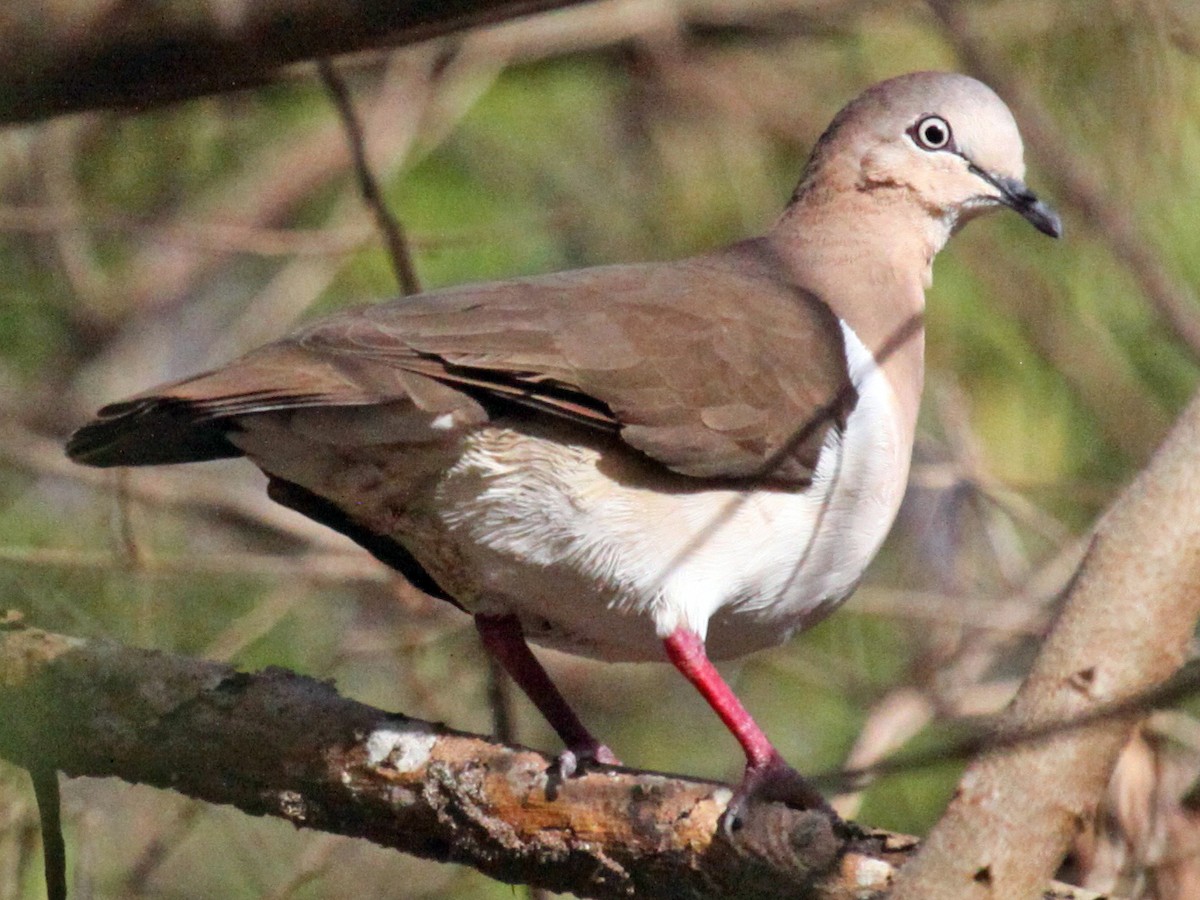 Grenada Dove