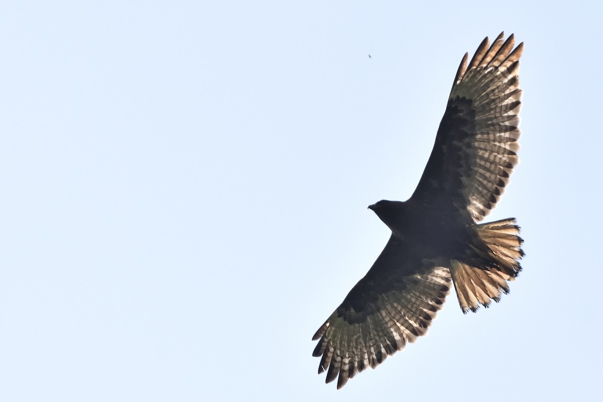 Red-tailed Hawk - ML106854071