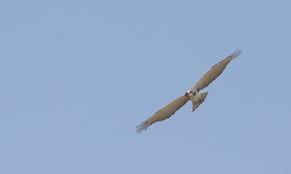 Beaudouin's Snake-Eagle - ML106856171