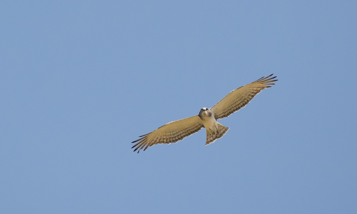 Beaudouin's Snake-Eagle - ML106856181