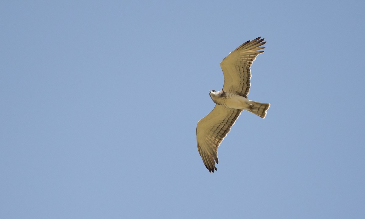 Beaudouin's Snake-Eagle - Chris Wood
