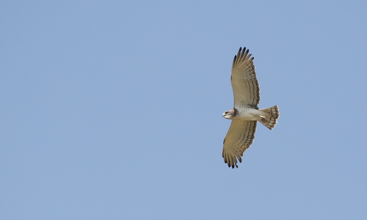 Beaudouin's Snake-Eagle - ML106856251