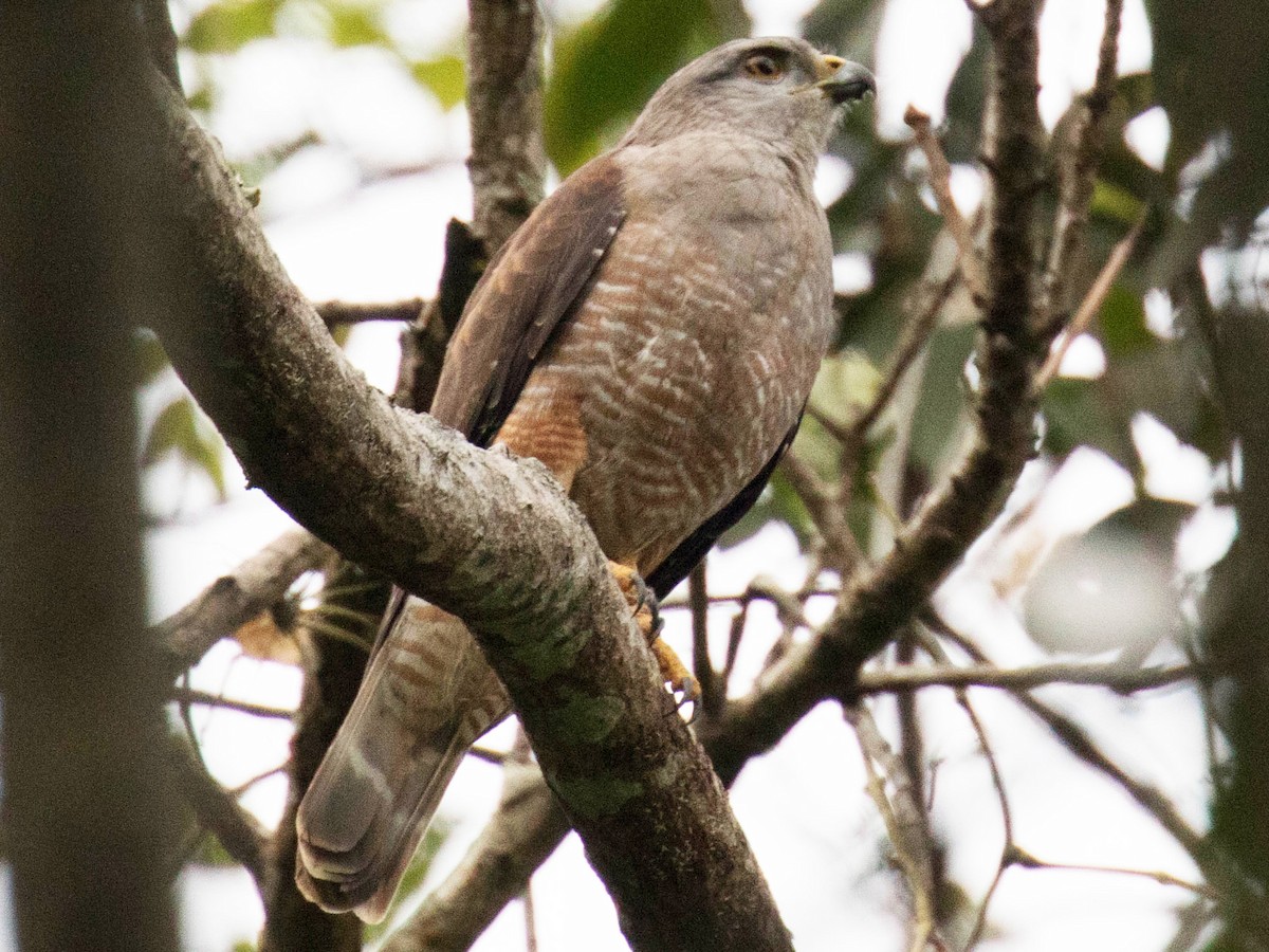 Photos - Ridgway's Hawk - Buteo ridgwayi - Birds of the World