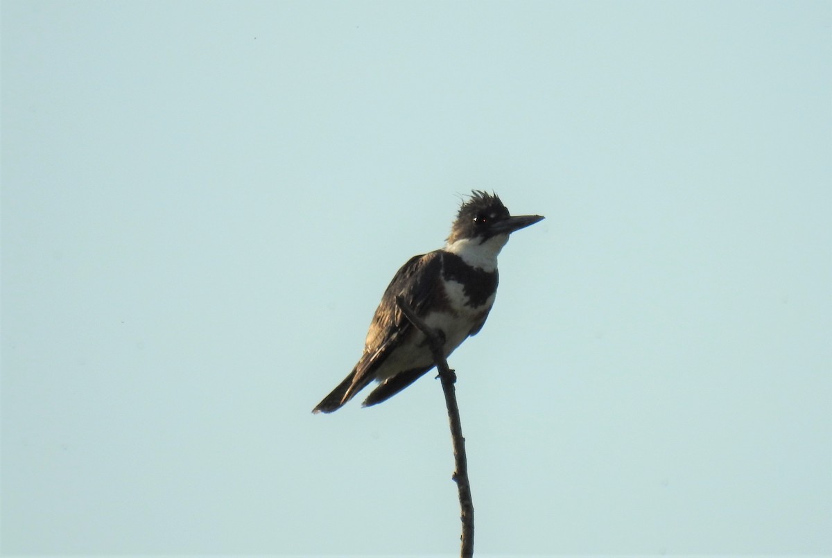 Belted Kingfisher - ML106859701