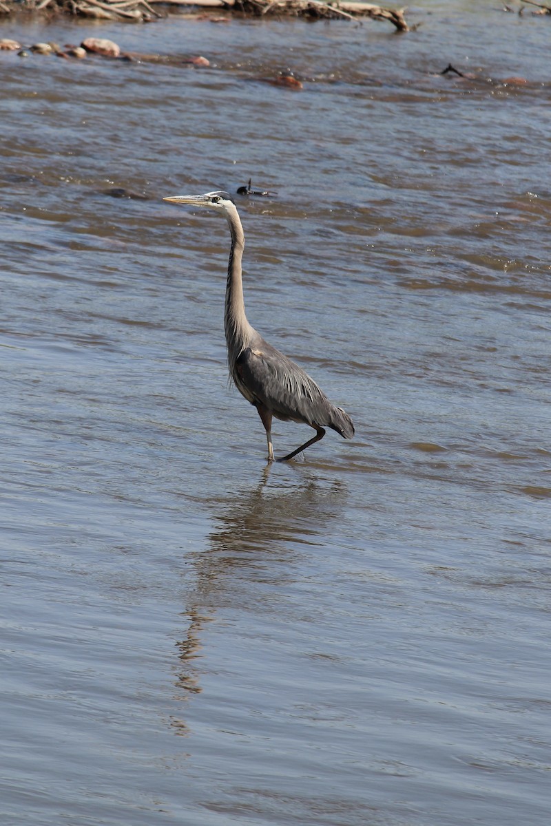 Great Blue Heron - Catherine Olin