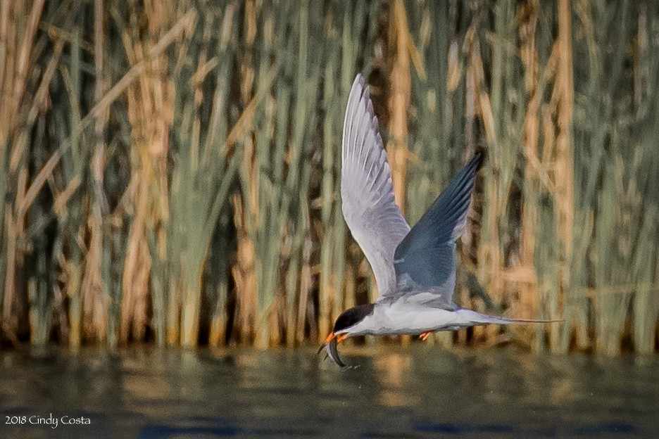 Forster's Tern - ML106862811