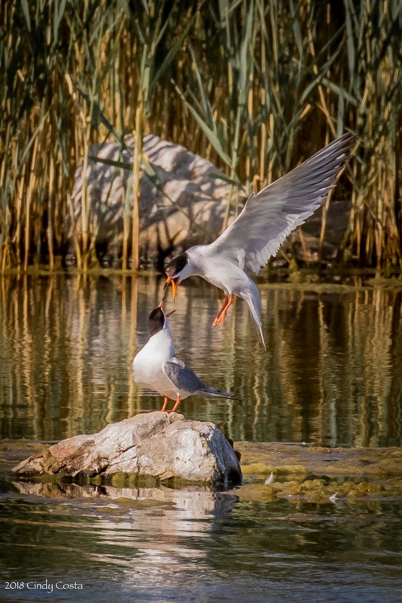 Forster's Tern - ML106862821