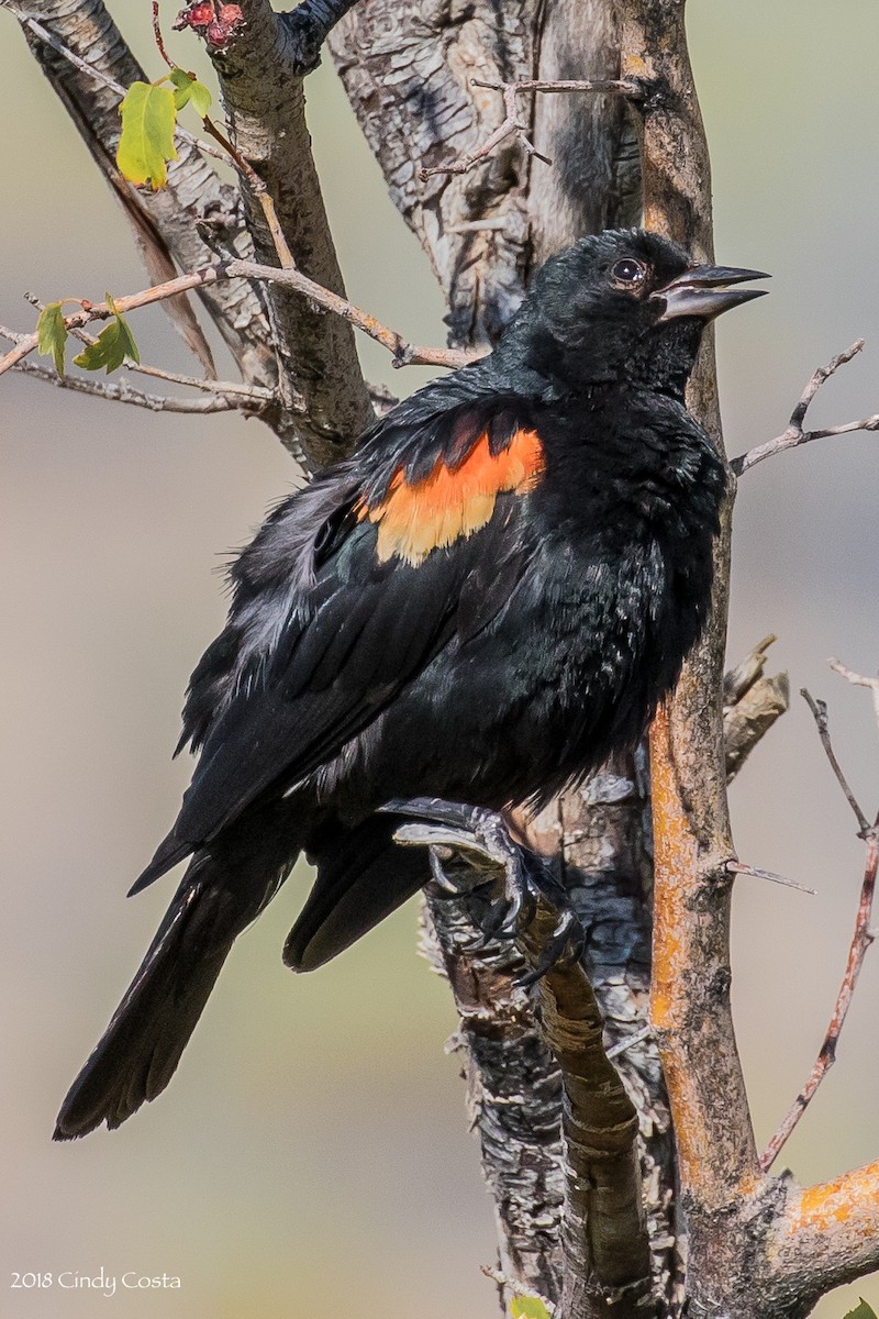 Red-winged Blackbird - ML106863251