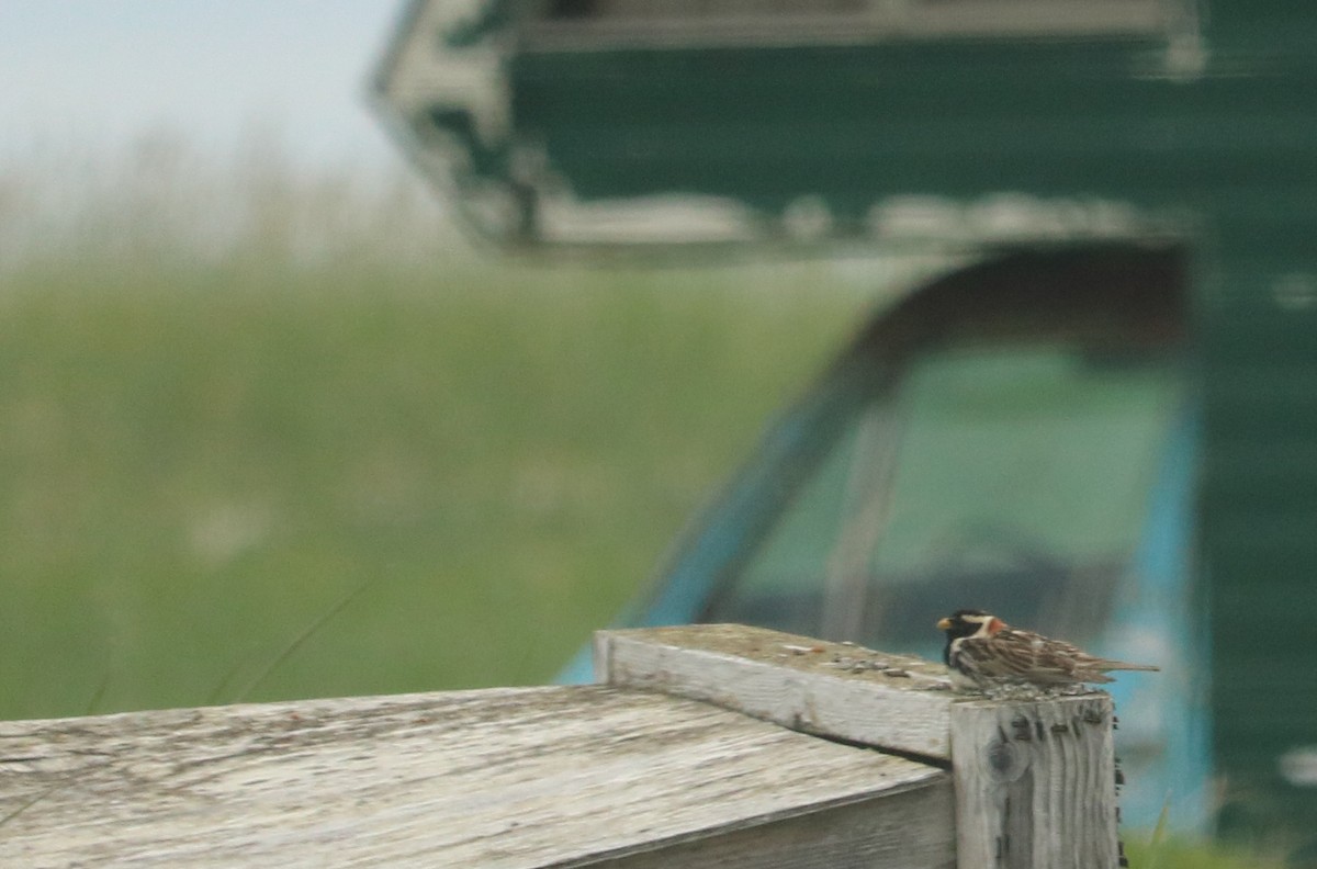 Lapland Longspur - ML106863671