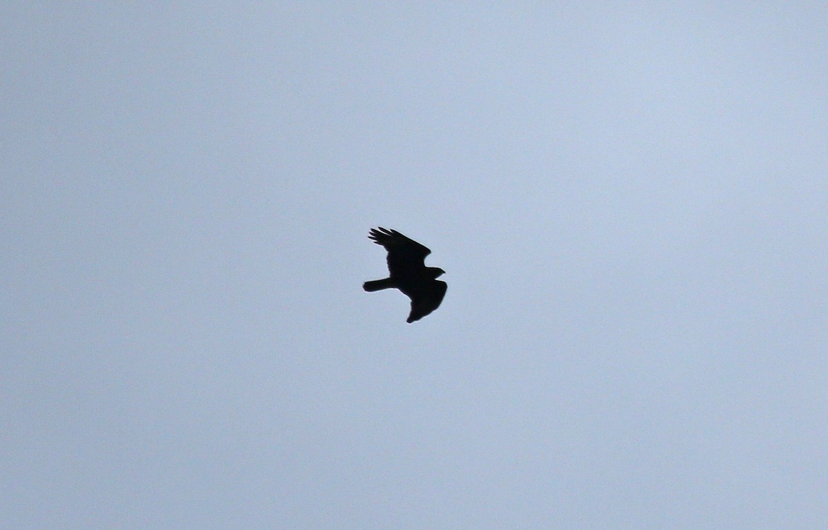 Common Buzzard - ML106865201