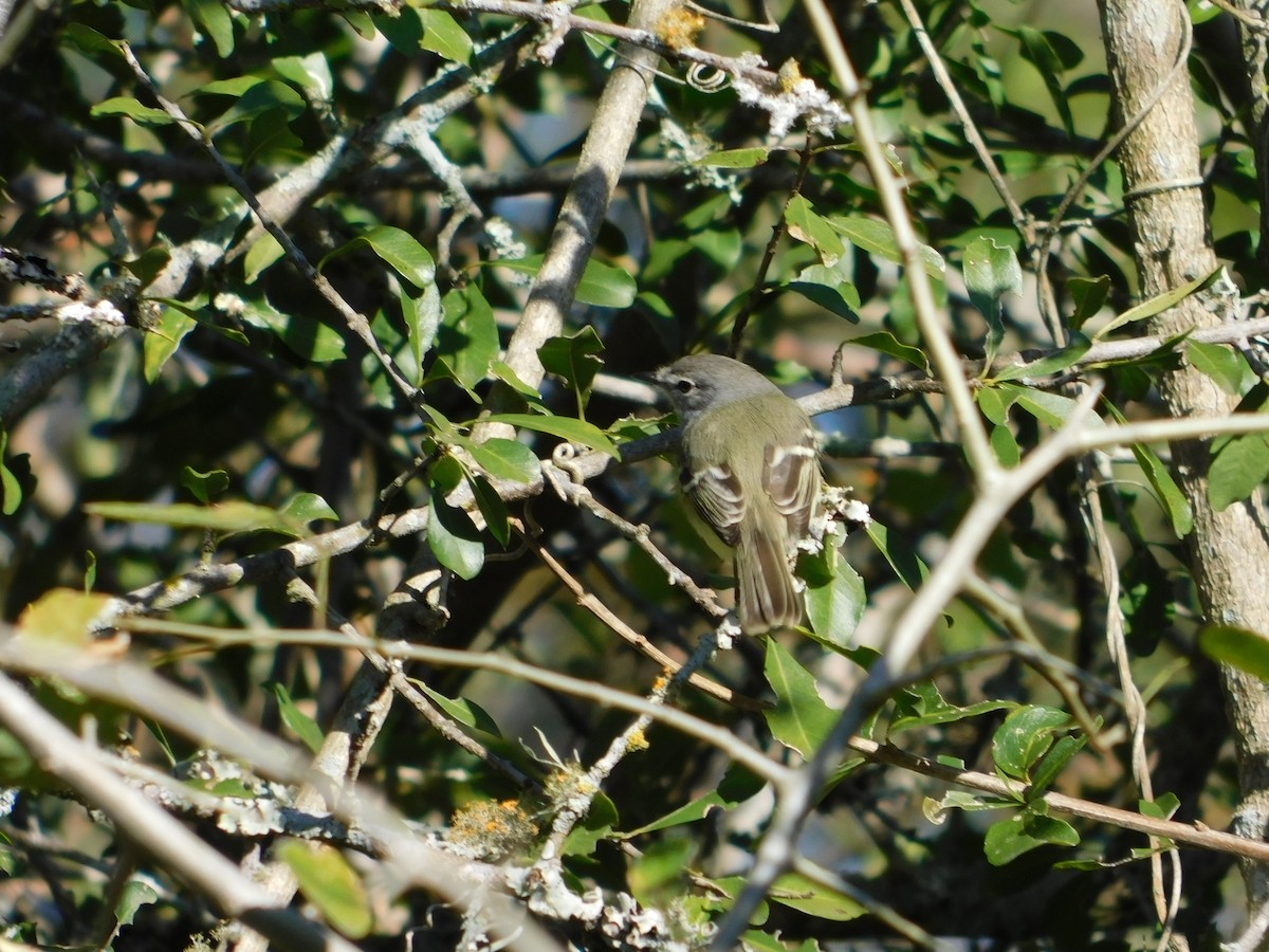 Plain Tyrannulet - Ulises Ornstein