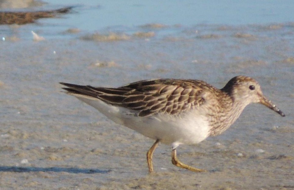 Pectoral Sandpiper - ML106867711