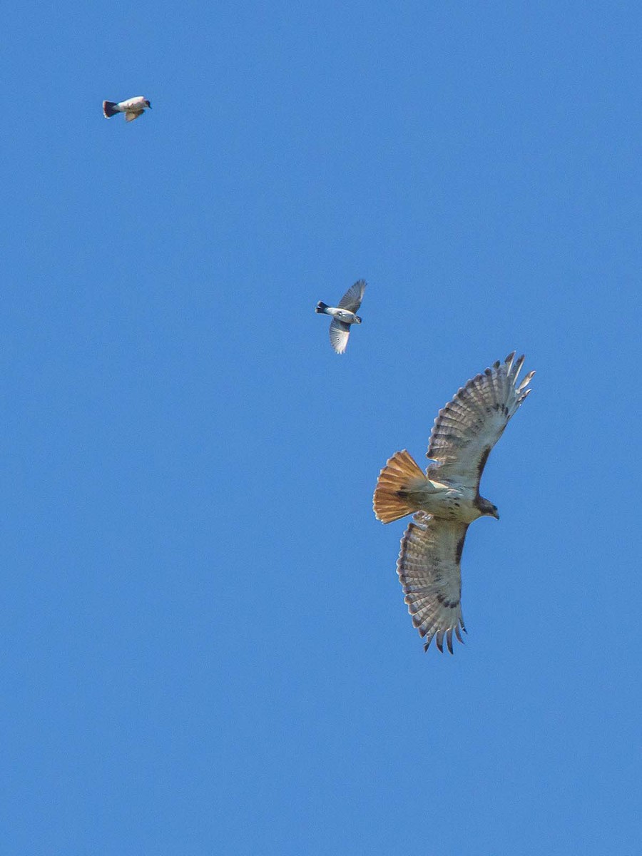 Red-tailed Hawk - Jim Linker