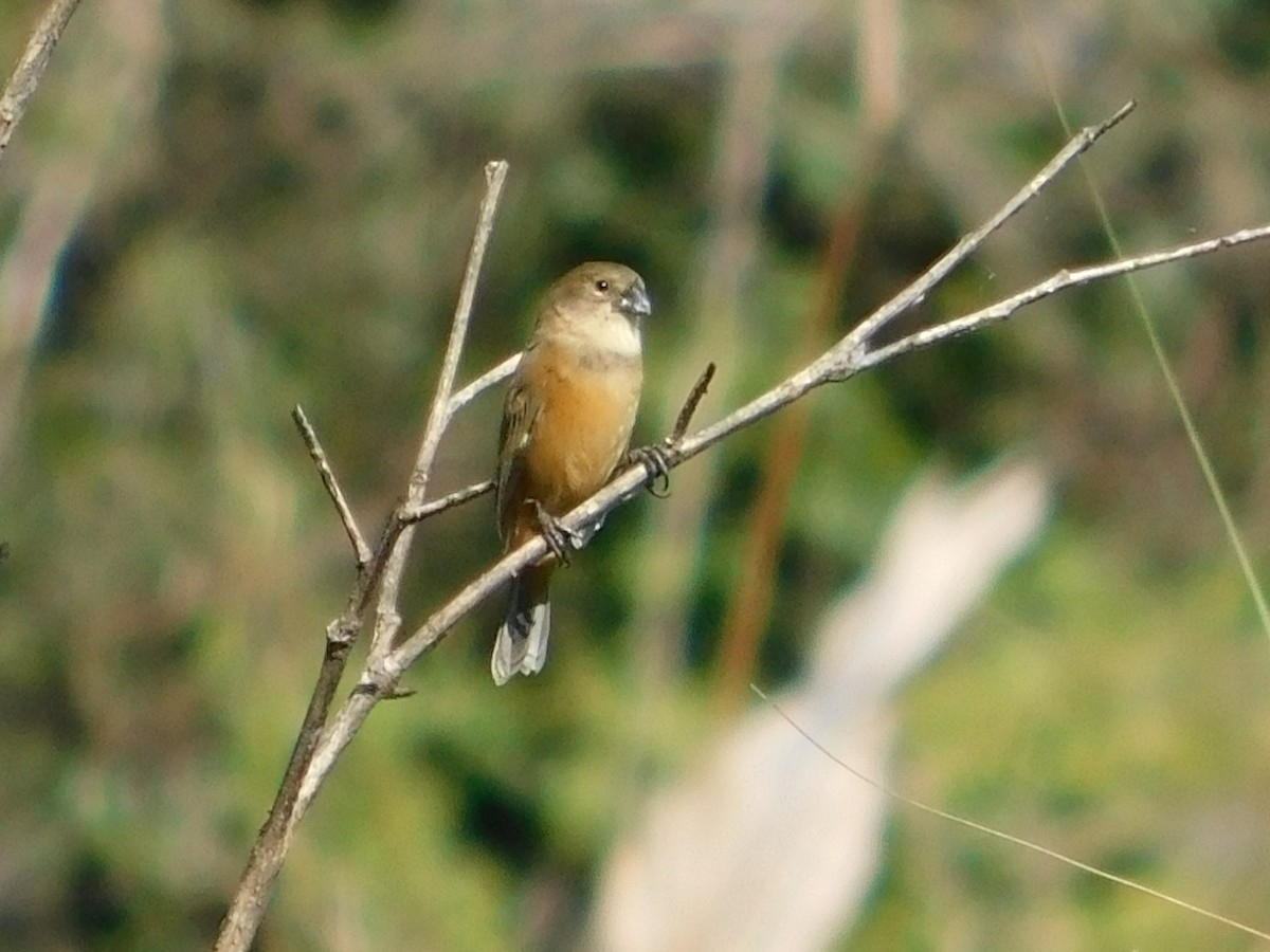 Rusty-collared Seedeater - Ulises Ornstein