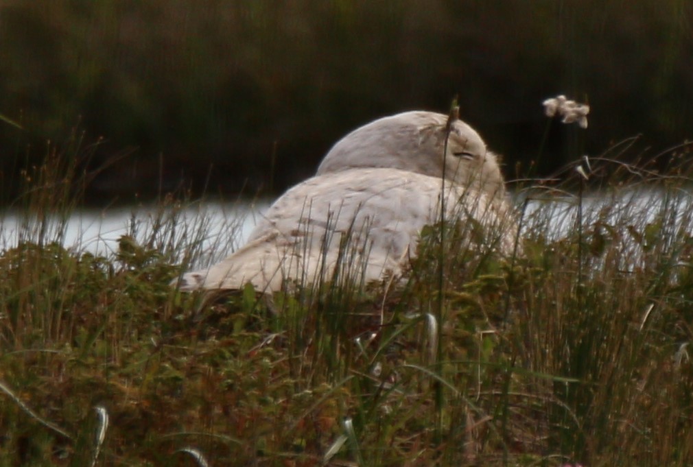 Snowy Owl - ML106869781