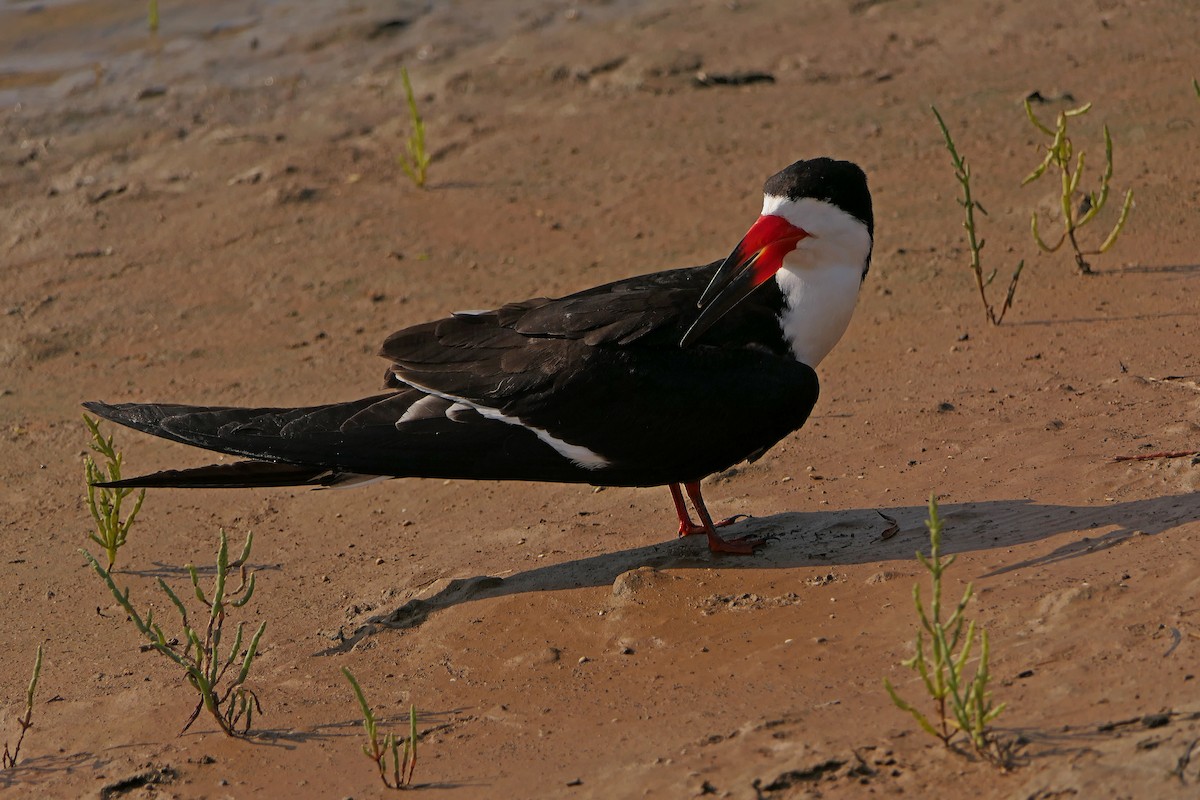 Black Skimmer - Robert Hamilton