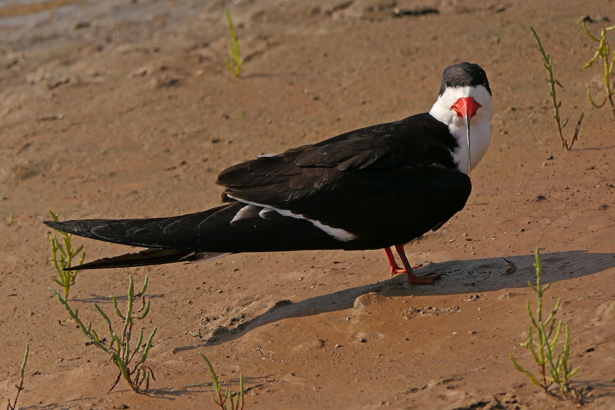 Black Skimmer - ML106869821