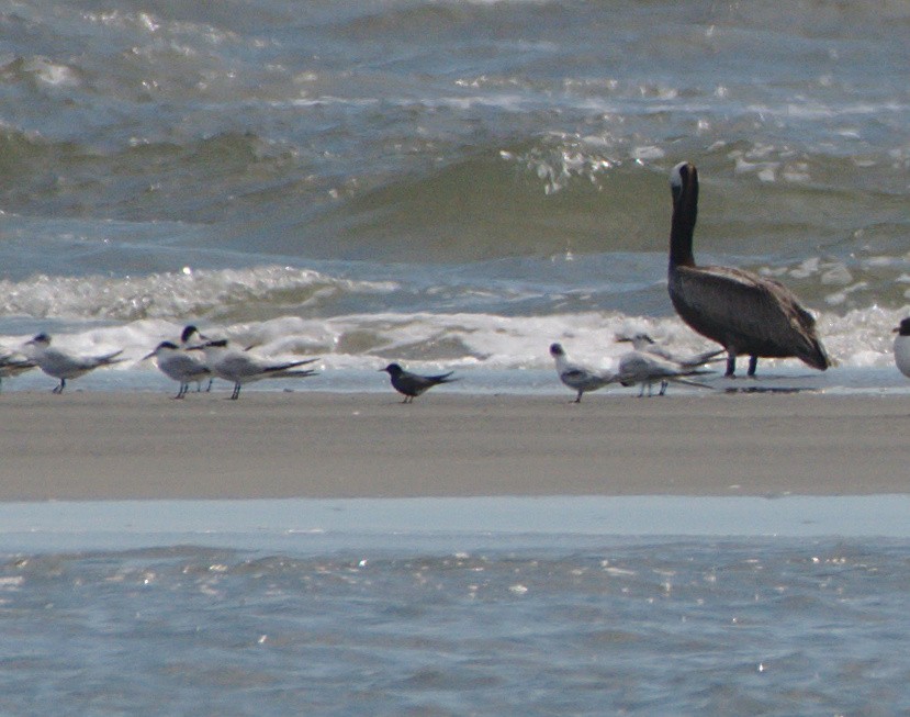 Black Tern - Carl Miller