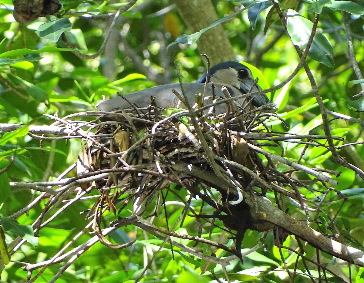 Boat-billed Heron - ML106873991