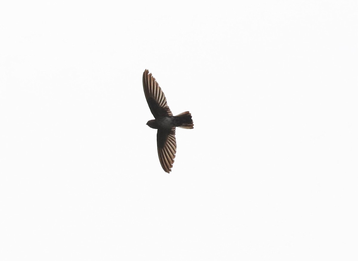 Cave Swiftlet - ML106874051