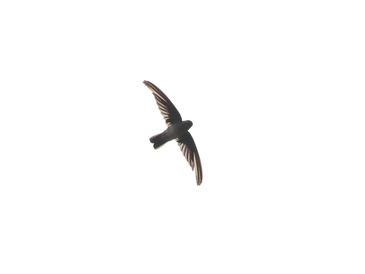 Cave Swiftlet - ML106874061