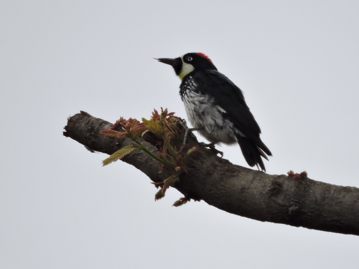 Acorn Woodpecker - Manuel Becerril González