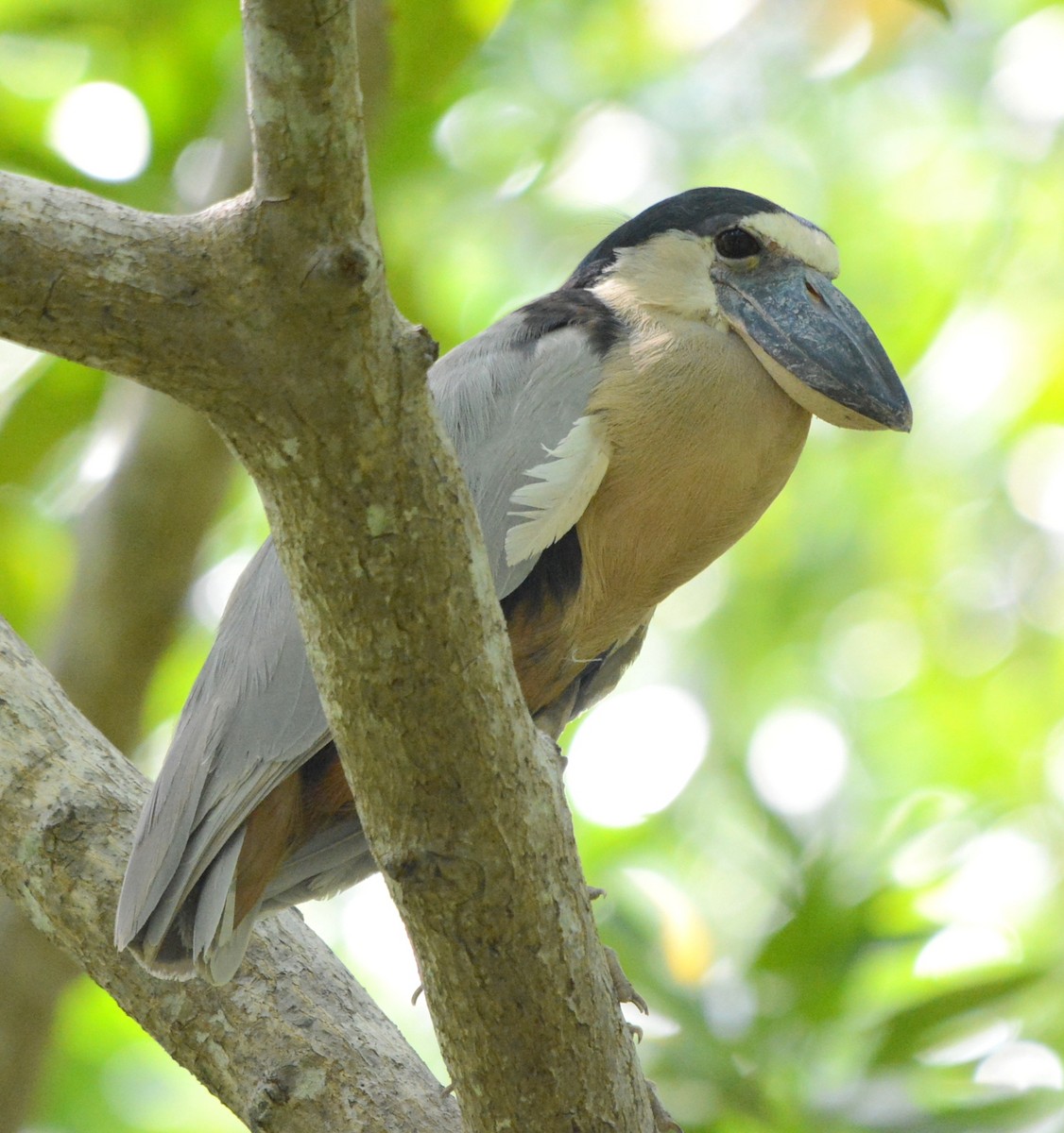 Boat-billed Heron - ML106876311