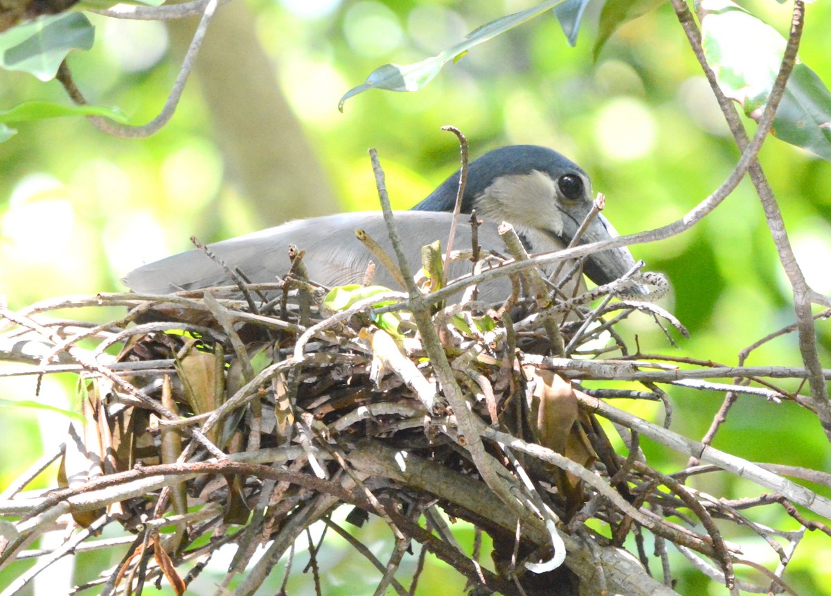 Boat-billed Heron - ML106876321