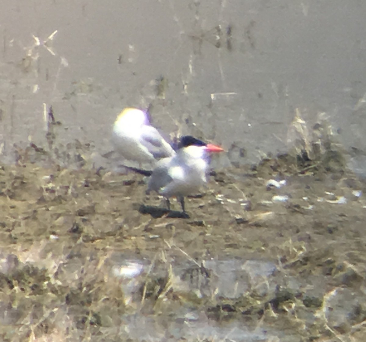 Caspian Tern - ML106876601