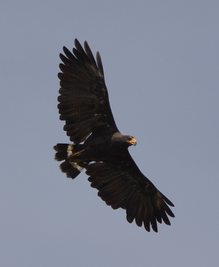 Common Black Hawk (Mangrove) - ML106876671