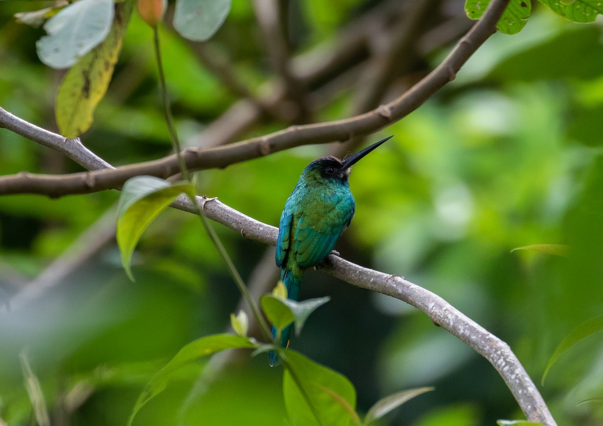 White-chinned Jacamar - ML106879331