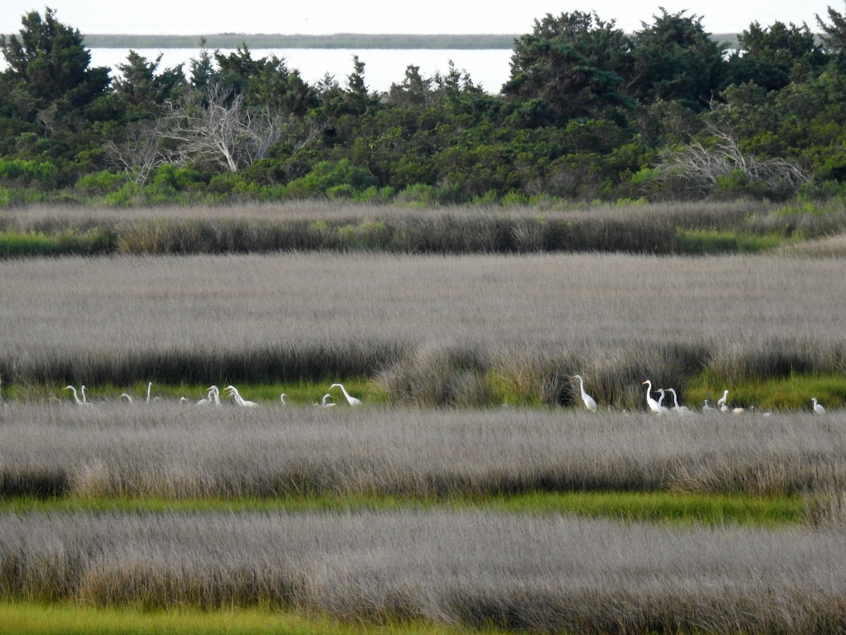 Great Egret - ML106880041