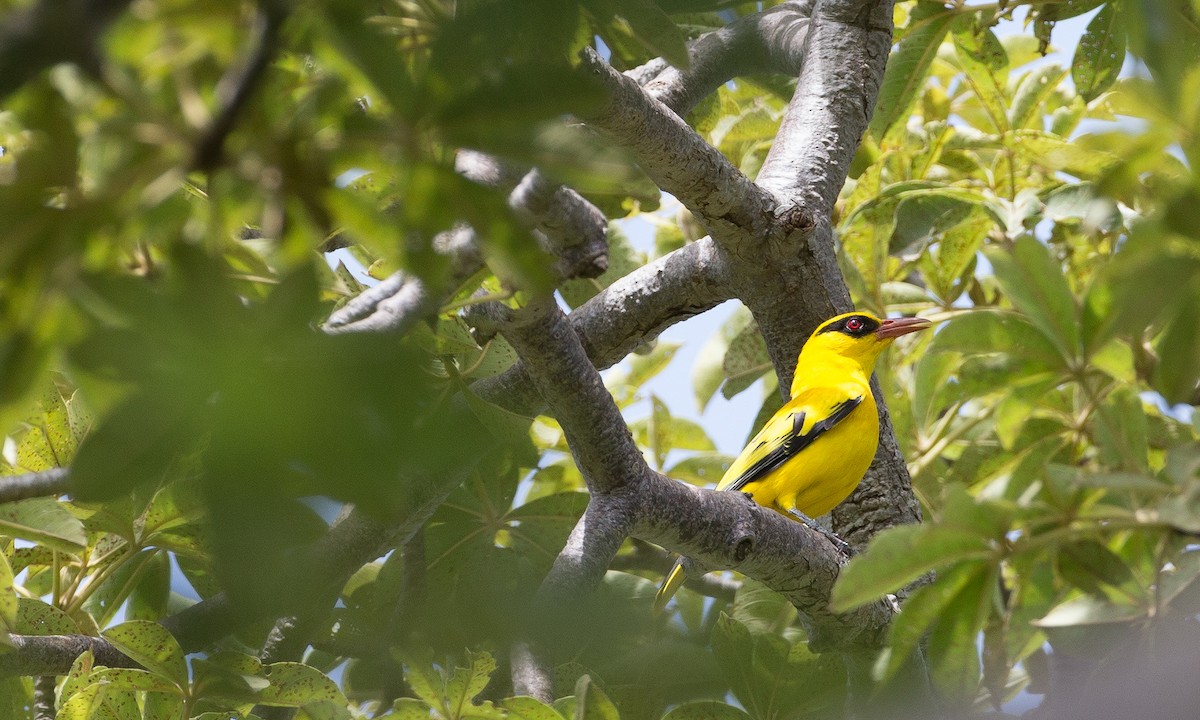 African Golden Oriole - Chris Wood