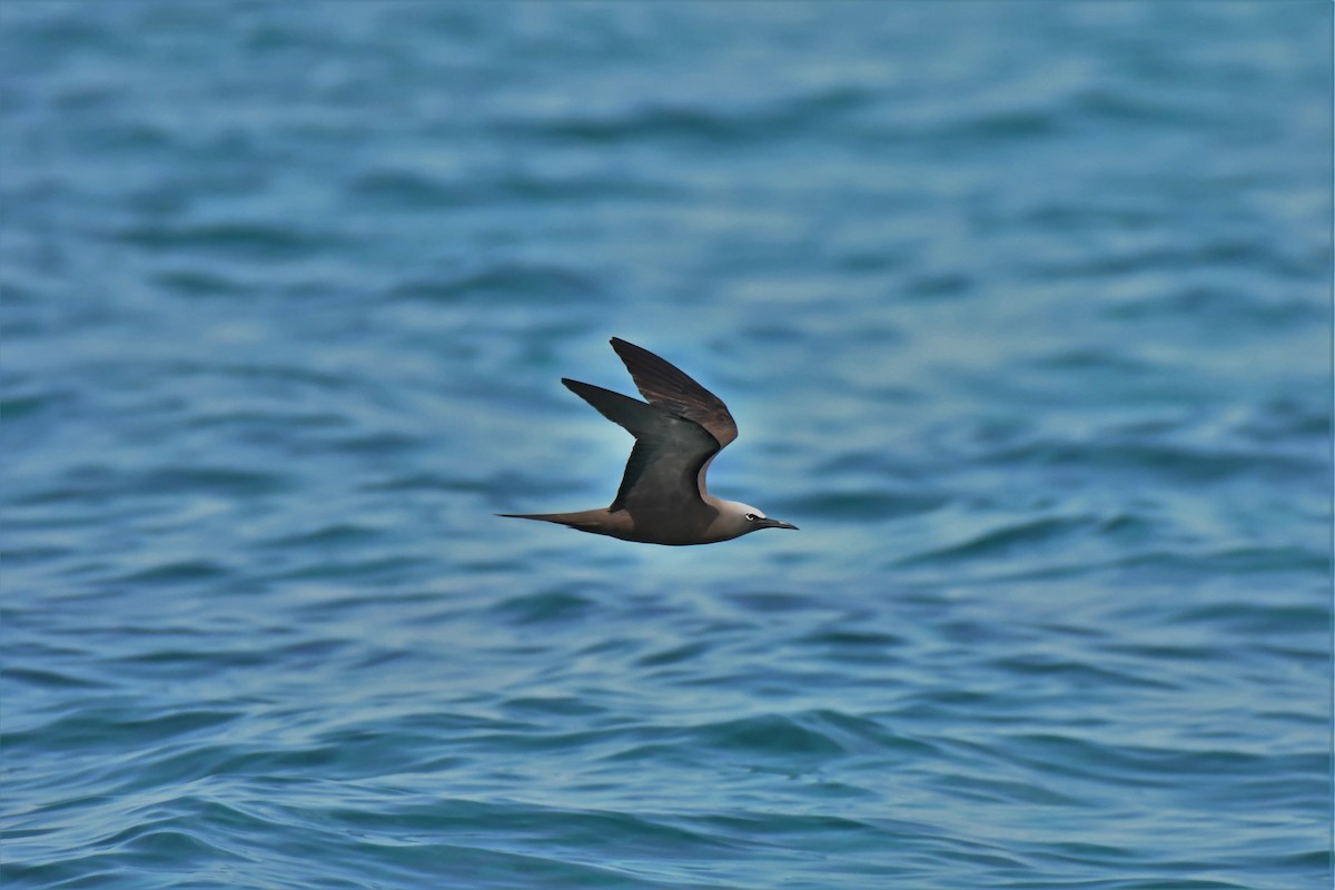 Brown Noddy - ML106881621