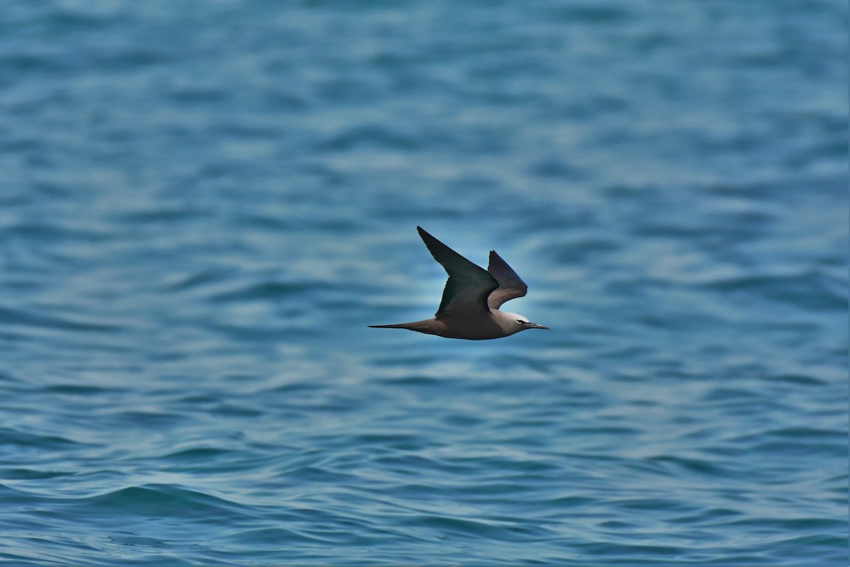 Brown Noddy - ML106881631