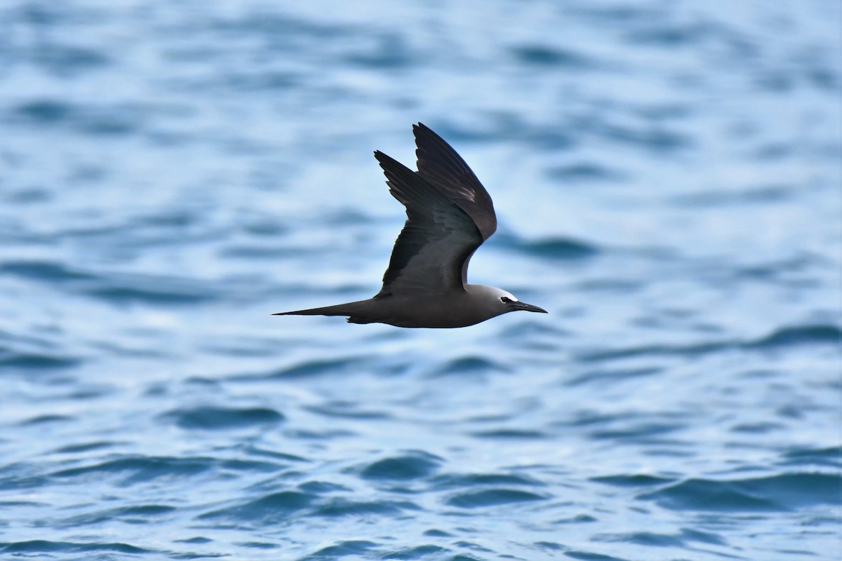 Brown Noddy - ML106881661